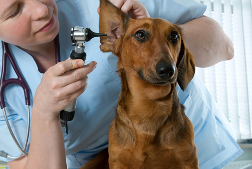 Veterinary Instruments